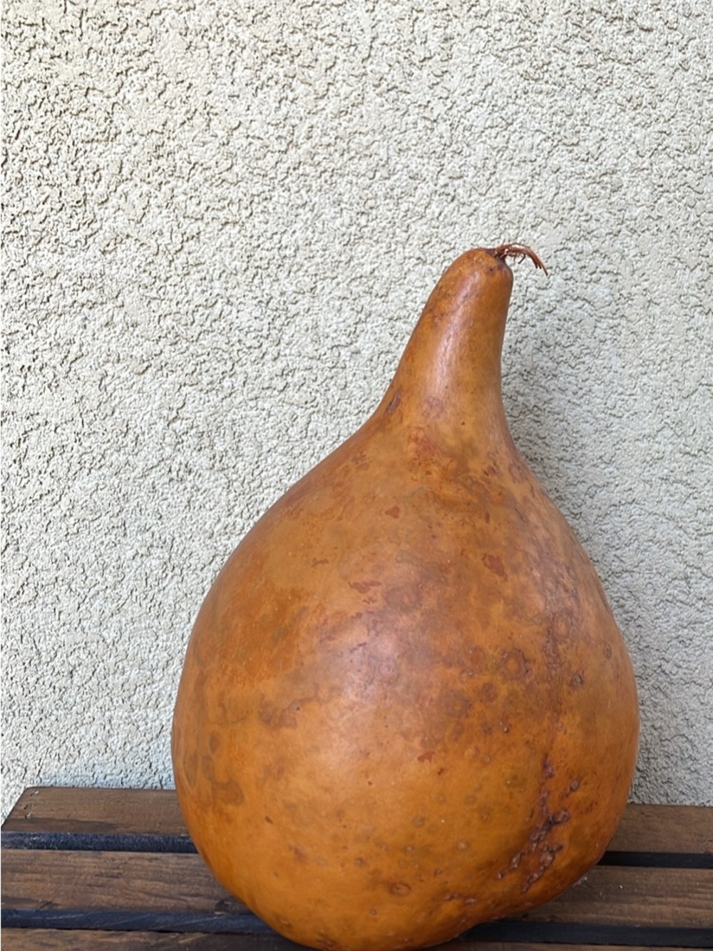 Dried Gourd